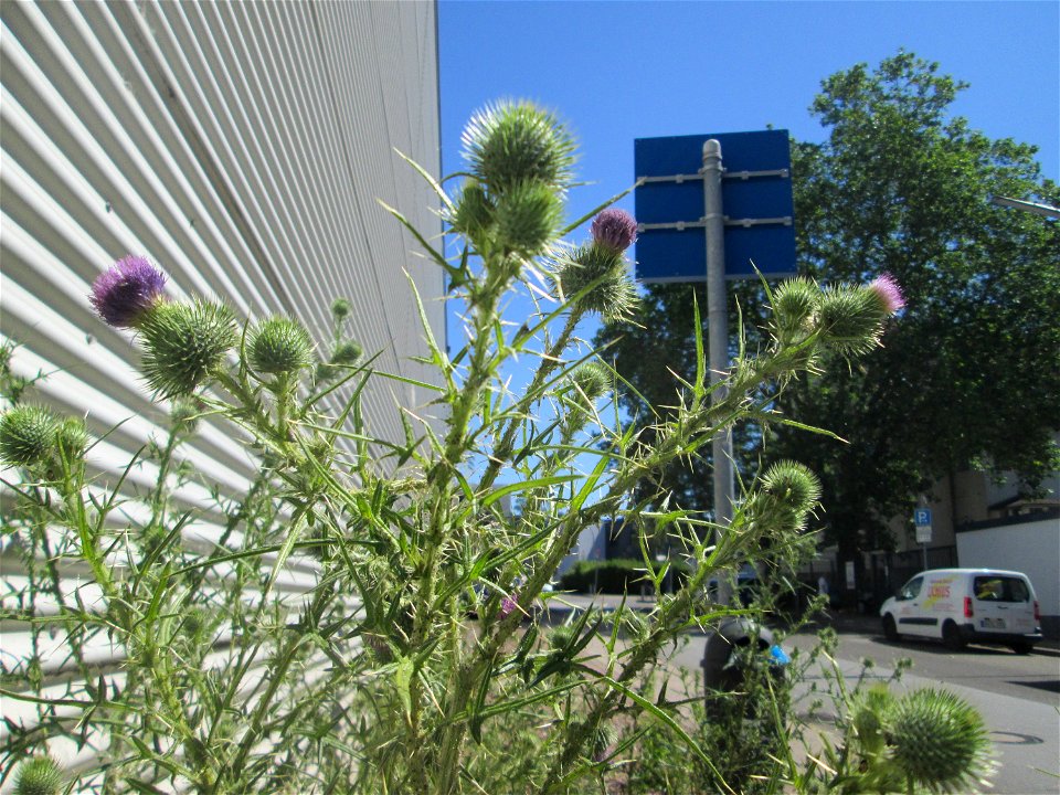 Gewöhnliche Kratzdistel (Cirsium vulgare) am Straßenrand in Saarbrücken