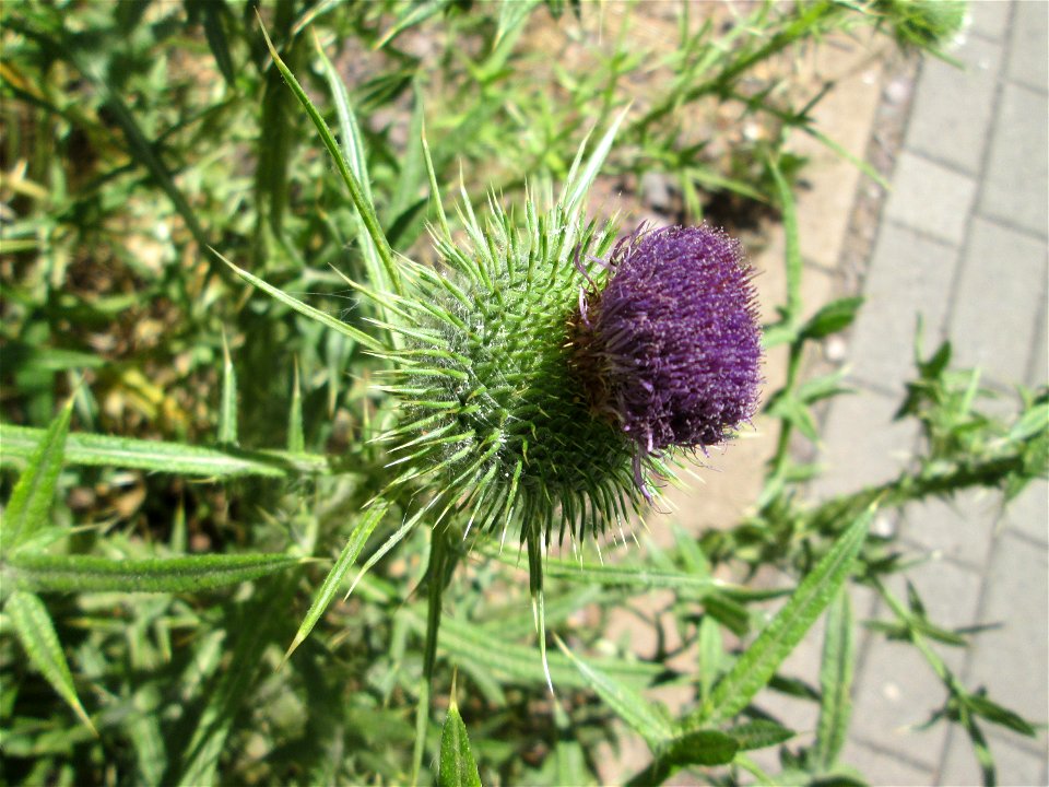 Gewöhnliche Kratzdistel (Cirsium vulgare) am Straßenrand in Saarbrücken