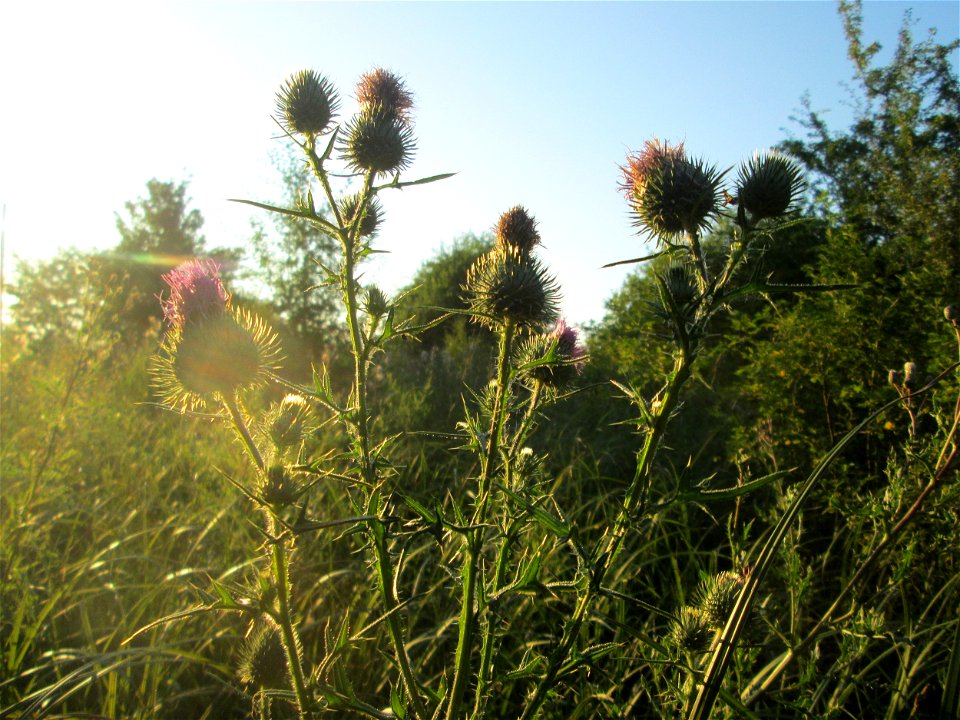 Gewöhnliche Kratzdistel (Cirsium vulgare) im Naturschutzgebiet „St. Arnualer Wiesen“