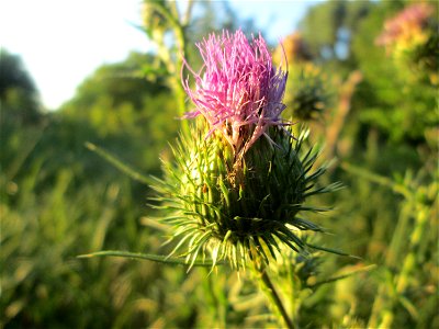 Gewöhnliche Kratzdistel (Cirsium vulgare) im Naturschutzgebiet „St. Arnualer Wiesen“