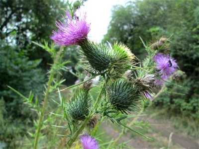 Gewöhnliche Kratzdistel (Cirsium vulgare) bei Kennfus