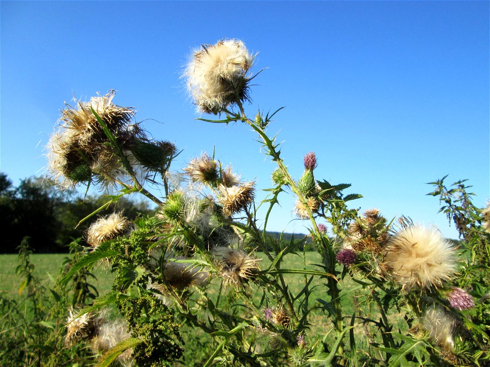 Gewöhnliche Kratzdistel (Cirsium vulgare) bei Ensheim