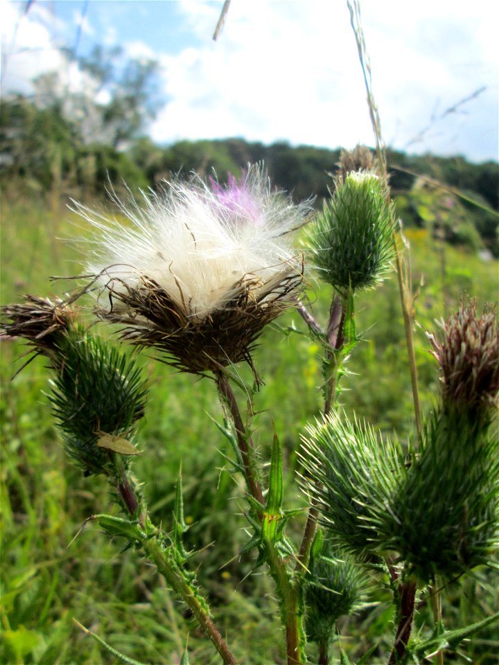 Gewöhnliche Kratzdistel (Cirsium vulgare) im Naturschutzgebiet Wusterhang und Beierwies bei Fechingen