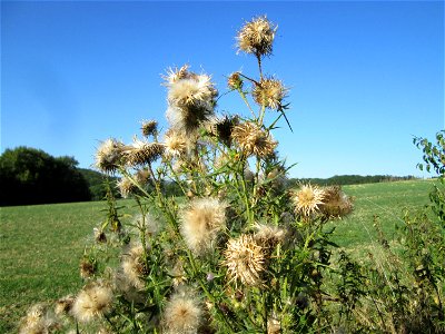 Gewöhnliche Kratzdistel (Cirsium vulgare) bei Ensheim