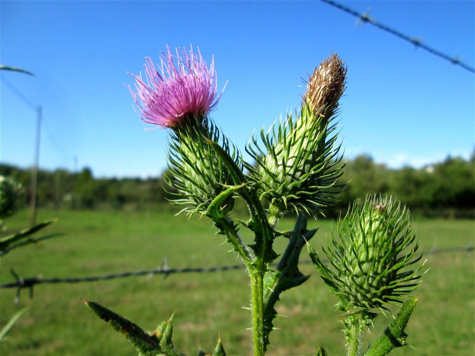 Gewöhnliche Kratzdistel (Cirsium vulgare) im Almet in Sankt Arnual
