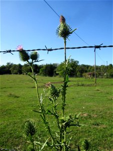 Gewöhnliche Kratzdistel (Cirsium vulgare) im Almet in Sankt Arnual