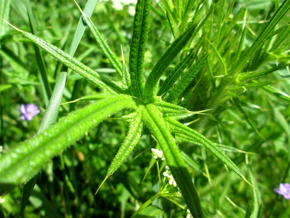 Gewöhnliche Kratzdistel (Cirsium vulgare) im Landschaftsschutzgebiet „Tabakmühlental - Oberster Weiher“ in Sankt Arnual