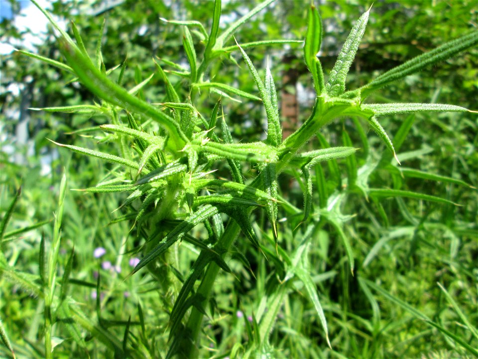 Gewöhnliche Kratzdistel (Cirsium vulgare) im Landschaftsschutzgebiet „Tabakmühlental - Oberster Weiher“ in Sankt Arnual