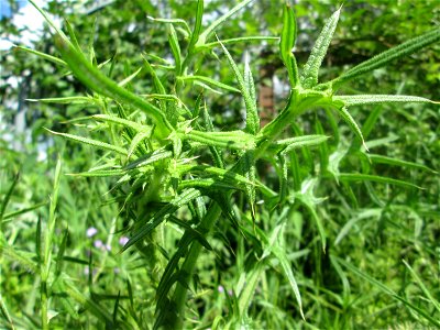 Gewöhnliche Kratzdistel (Cirsium vulgare) im Landschaftsschutzgebiet „Tabakmühlental - Oberster Weiher“ in Sankt Arnual