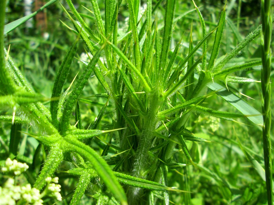Gewöhnliche Kratzdistel (Cirsium vulgare) im Landschaftsschutzgebiet „Tabakmühlental - Oberster Weiher“ in Sankt Arnual