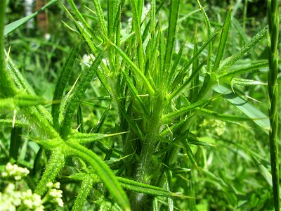 Gewöhnliche Kratzdistel (Cirsium vulgare) im Landschaftsschutzgebiet „Tabakmühlental - Oberster Weiher“ in Sankt Arnual