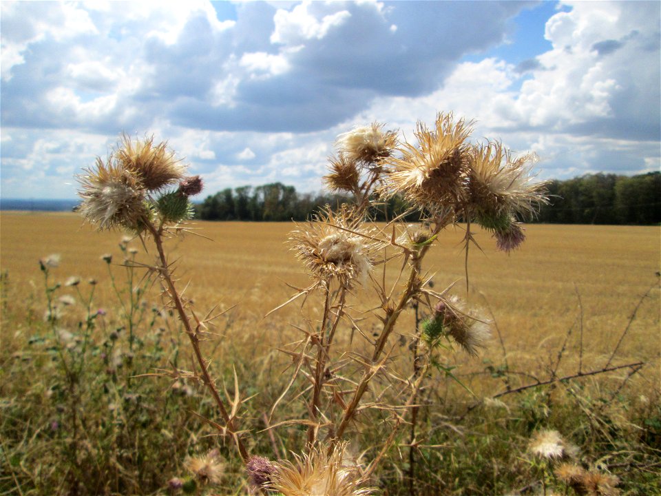 Gewöhnliche Kratzdistel (Cirsium vulgare) bei Ormesheim