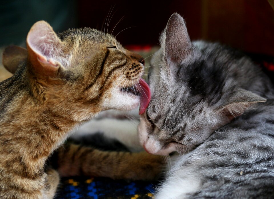 Play feline animals