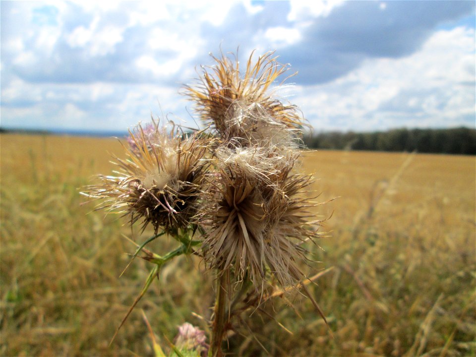 Gewöhnliche Kratzdistel (Cirsium vulgare) bei Ormesheim
