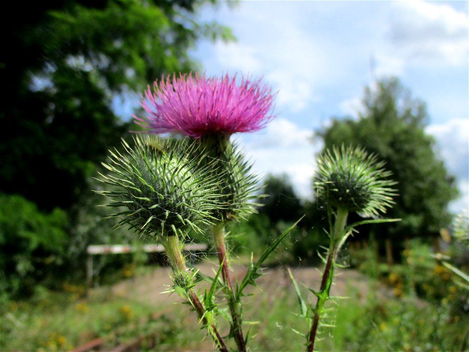 Gewöhnliche Kratzdistel (Cirsium vulgare) auf ehem. Gleisanlagen der Halberger Hütte in Brebach