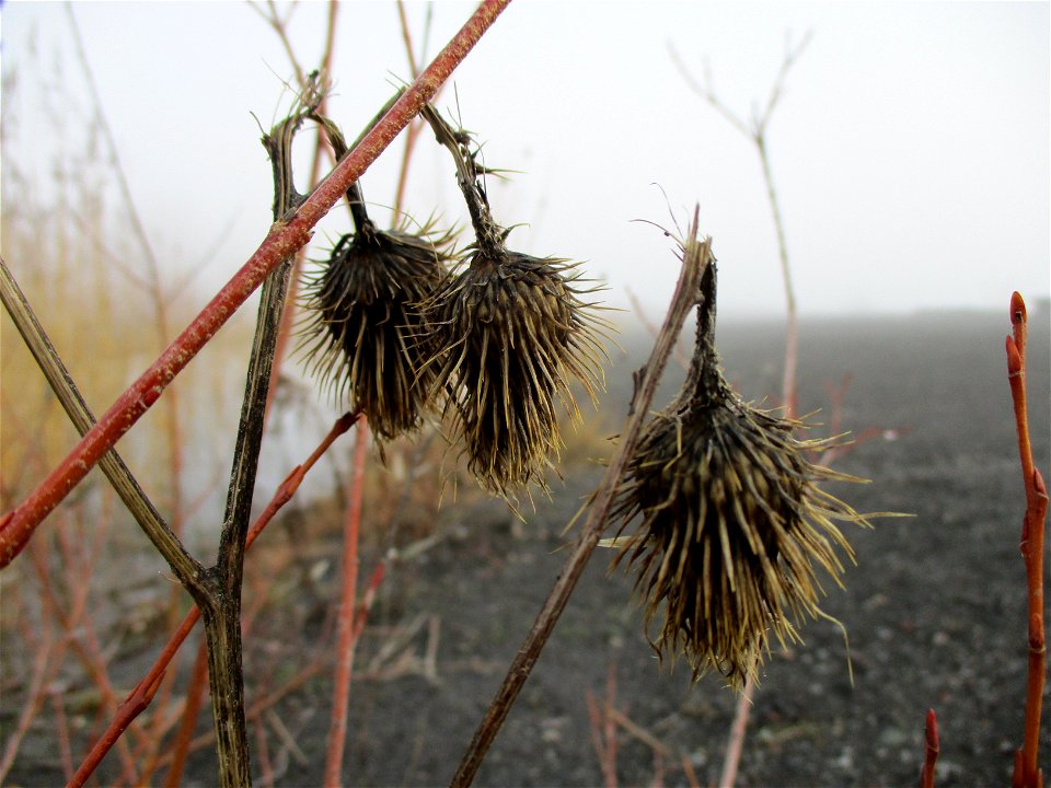 Gewöhnliche Kratzdistel (Cirsium vulgare) auf der Bergehalde Göttelborn