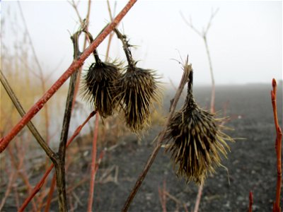 Gewöhnliche Kratzdistel (Cirsium vulgare) auf der Bergehalde Göttelborn