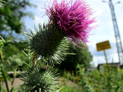 Gewöhnliche Kratzdistel (Cirsium vulgare) auf ehem. Gleisanlagen der Halberger Hütte in Brebach