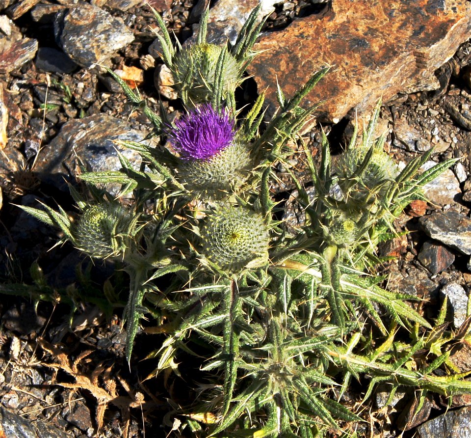 Cirsium vulgare in Sierra Nevada, Spain