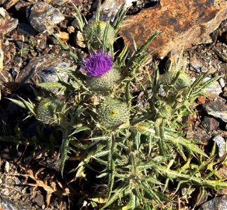 Cirsium vulgare in Sierra Nevada, Spain