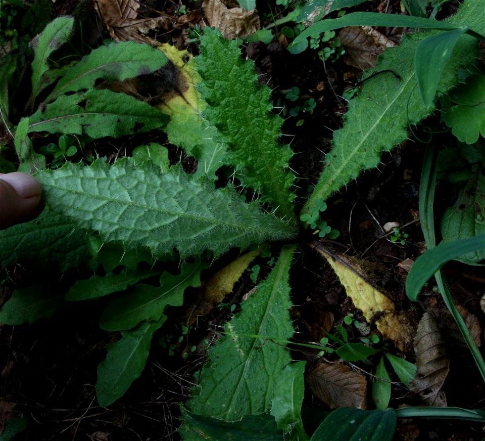 Cirsium vulgare

                 Gewöhnliche Kratzdistel (Sämling) — Ort: Namborn