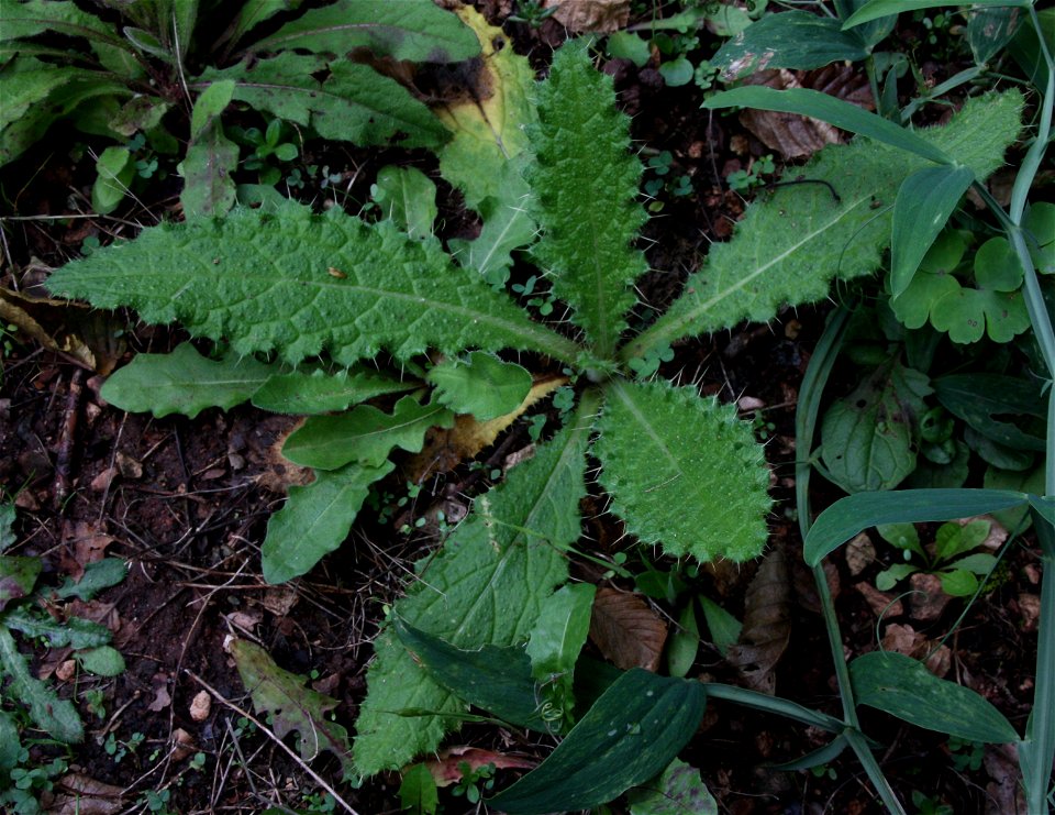 Cirsium vulgare

                 Gewöhnliche Kratzdistel (Sämling) — Ort: Namborn