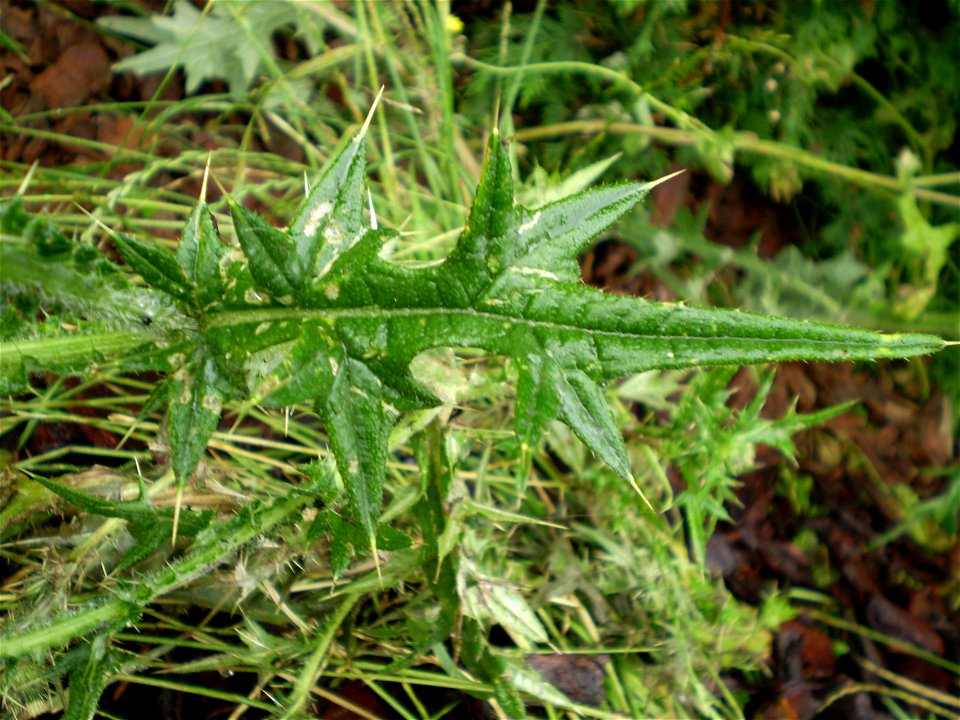 Latin name: Cirsium vulgare (Savi) Ten. 

Common name: Spear Thistle.