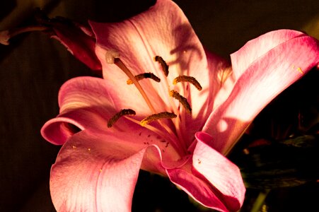Pink lily flower petal photo
