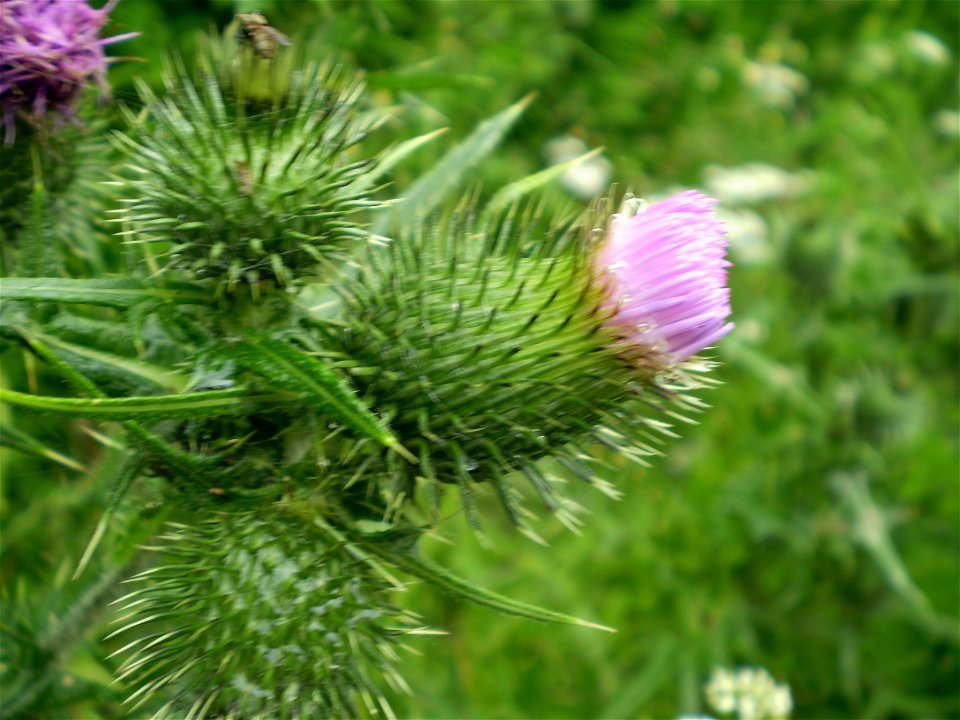 Latin name: Cirsium vulgare (Savi) Ten. 

Common name: Spear Thistle.