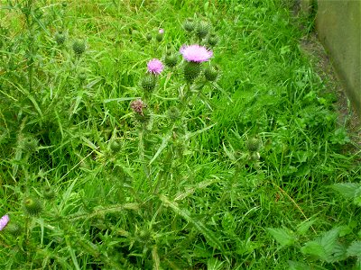 Latin name: Cirsium vulgare (Savi) Ten. 

Common name: Spear Thistle.