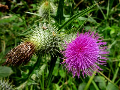 Plant in Brest, France