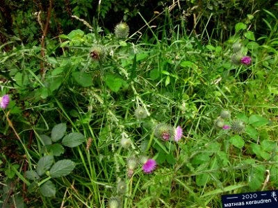 Plant in Brest, France