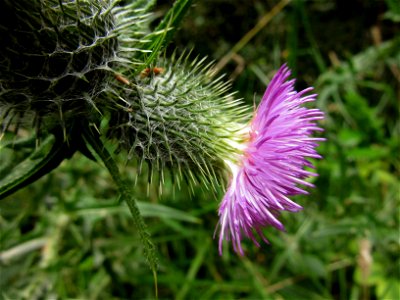 Plant in Brest, France photo