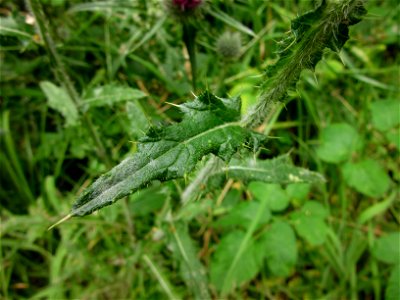 Plant in Brest, France