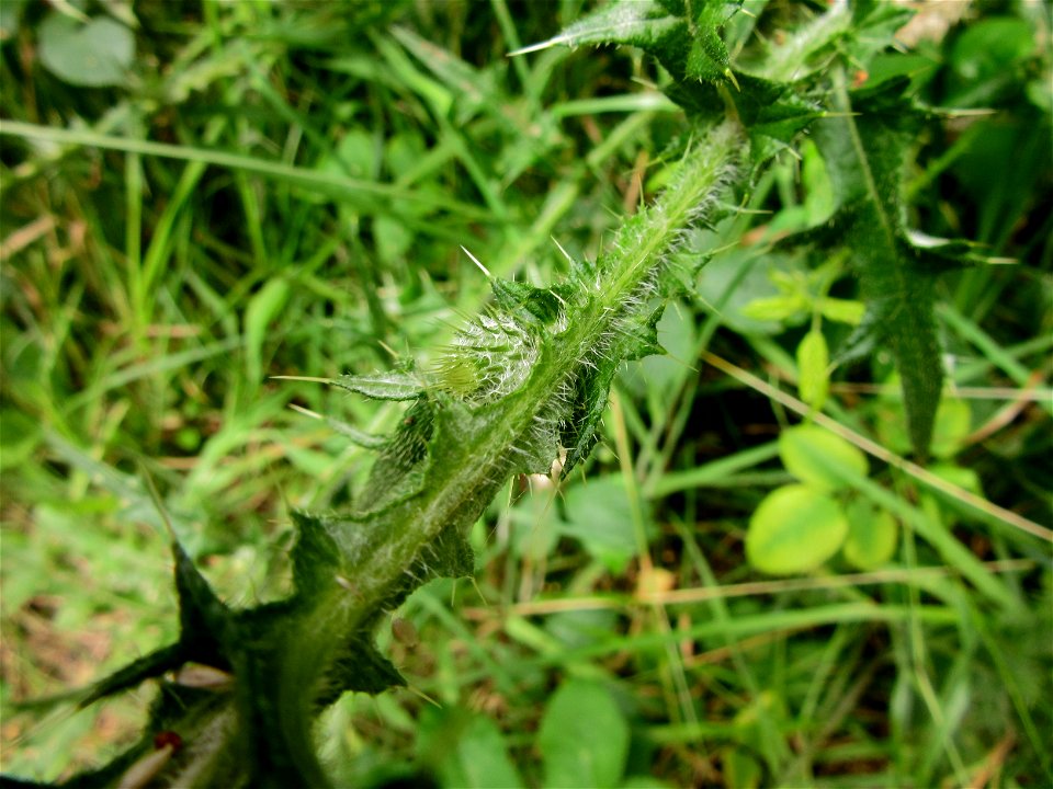 Plant in Brest, France