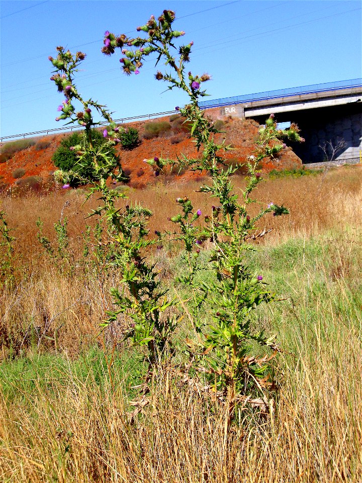 Cirsium vulgare habitat, Laguna de Caracuel, Spain