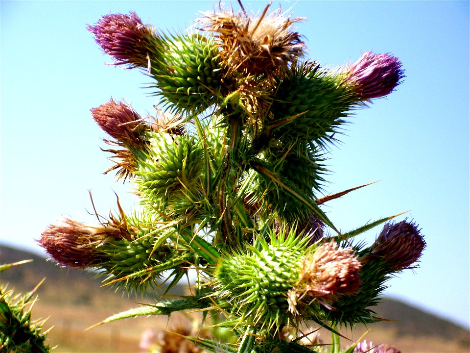 Cirsium vulgare inflorescences, Laguna de Caracuel, Spain