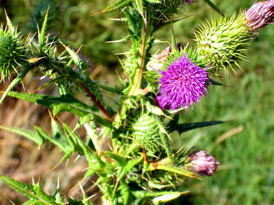 Cirsium vulgare inflorescences, Laguna de Caracuel, Spain