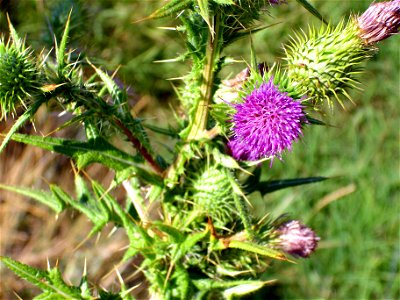 Cirsium vulgare inflorescences, Laguna de Caracuel, Spain