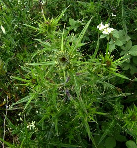 Cirsium vulgare before flowering, Castelltallat, Catalonia
