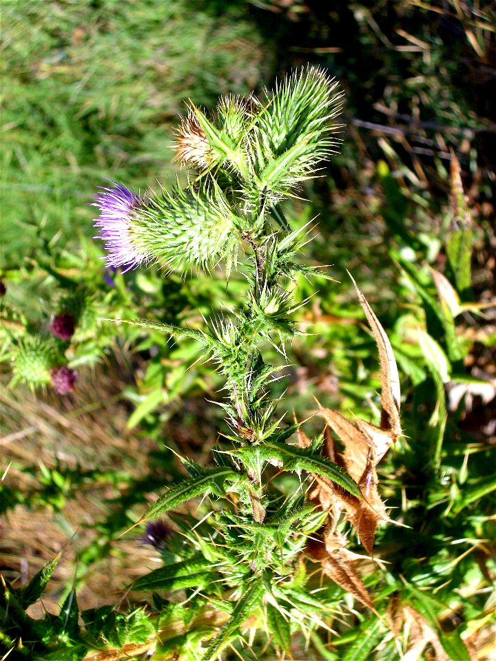 Cirsium vulgare stem and leaves, Laguna de Caracuel, Spain