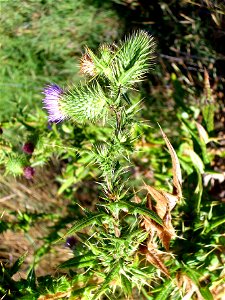 Cirsium vulgare stem and leaves, Laguna de Caracuel, Spain