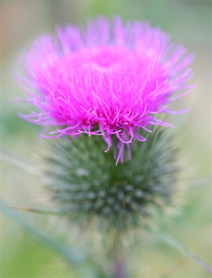 Cirsium vulgare (Spear Thistle) flower head in soft light