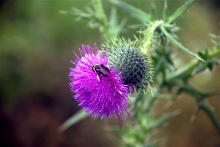 A bee working on Spear Thistle ((Cirsium vulgare)). photo