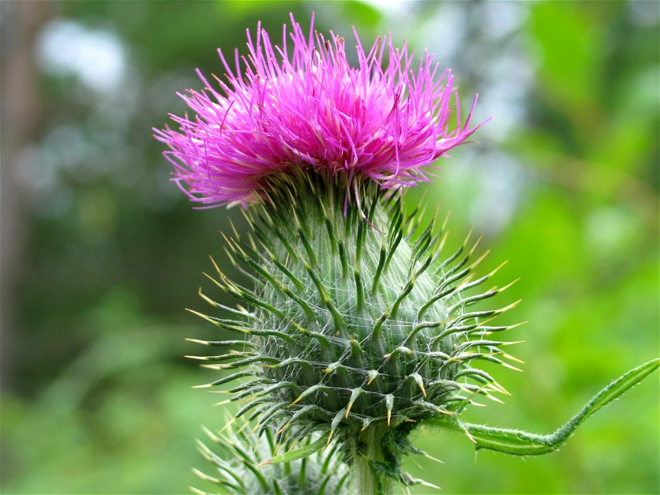 Thistle, photo taken in Sweden