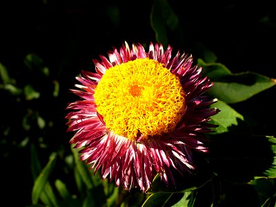 I am the originator of this photo. I hold the copyright. I release it to the public domain. This photo depicts an Asteraceae flower (a purple cultivar of the Golden Everlasting Xerochrysum bracteatum)