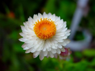 Image title: Cream and yellow paper daisy Image from Public domain images website, http://www.public-domain-image.com/full-image/flora-plants-public-domain-images-pictures/flowers-public-domain-images photo
