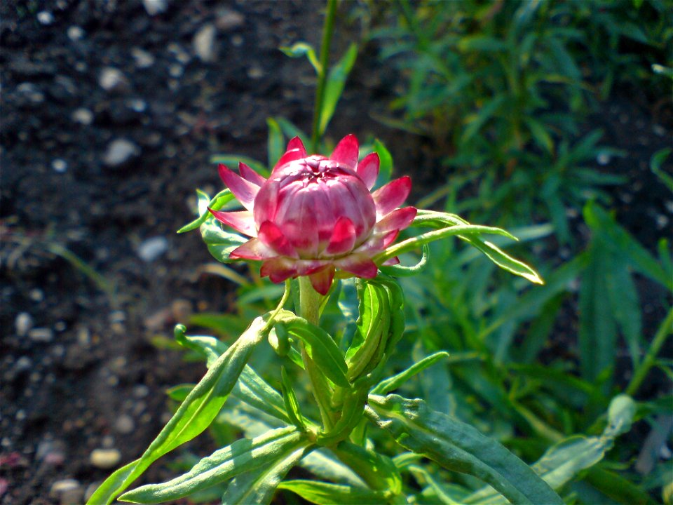 Helichrysum bracteatum (Garten-Strohblume) - Botanischer Garten Leipzig
