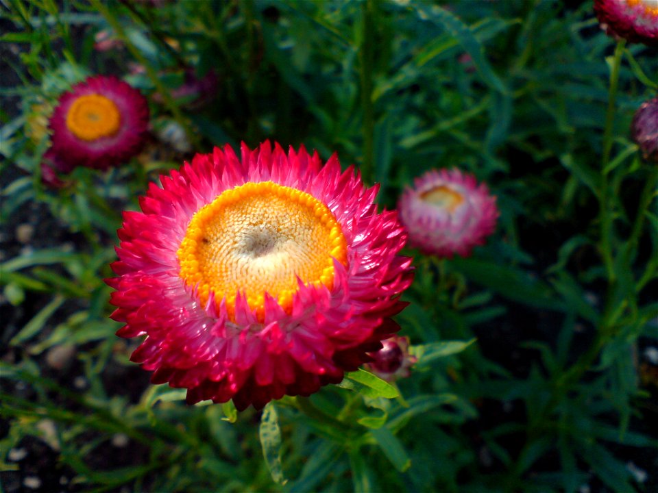 Helichrysum bracteatum (Garten-Strohblume) - Botanischer Garten Leipzig