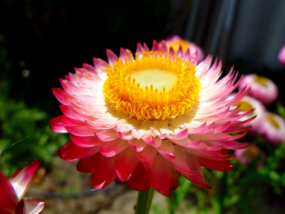 Image title: Pink and yellow paper daisy
Image from Public domain images website, http://www.public-domain-image.com/full-image/flora-plants-public-domain-images-pictures/flowers-public-domain-images-